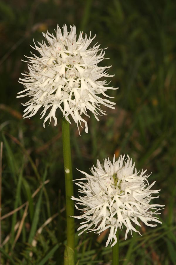 Girovagando per Pizzo cane: Orchis italica albina